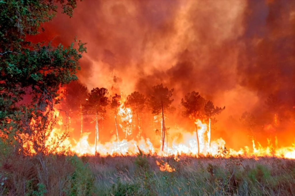 Mơ thấy cháy rừng đem đến những con số lô đề hấp dẫn.