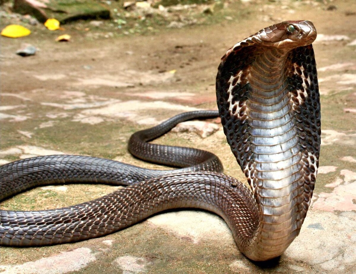 chiêm bao thấy rắn hổ mang thường sẽ mang lại nhiều điềm báo tiêu cực nhiều hơn tich cực