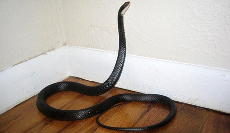 Mơ thấy rắn bò vào nhà đánh con gì?