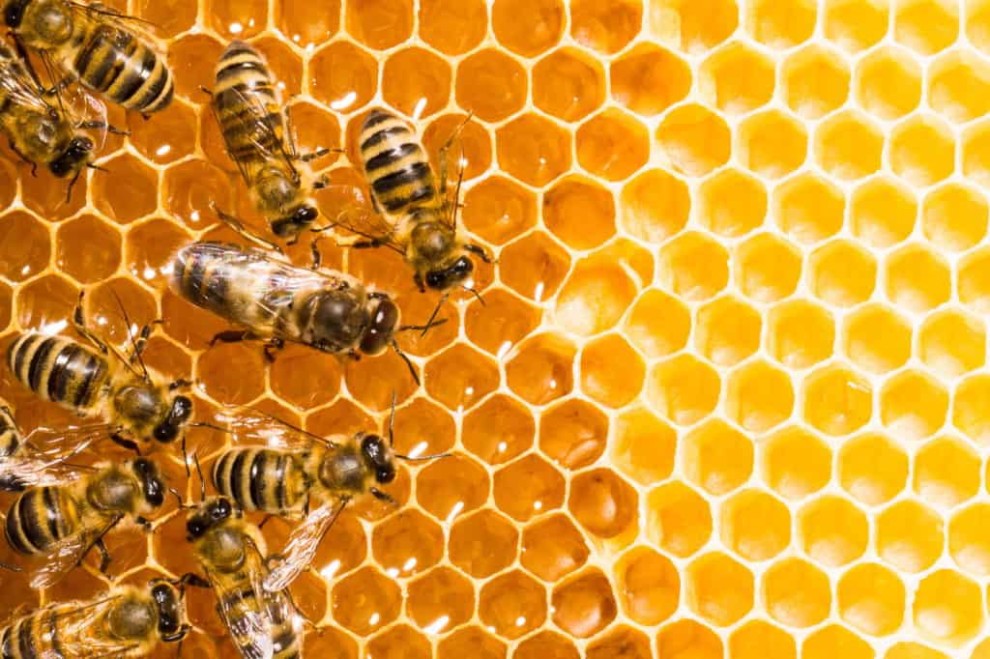 mơ thấy tổ ong bật mí gì về chuyện sức khỏe của bạn ?