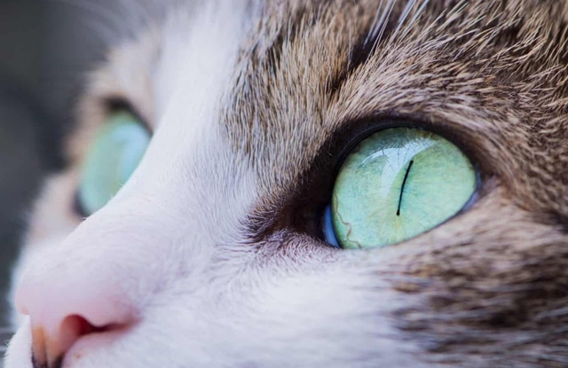 Giấc mơ thấy một đôi mắt mèo có ý nghĩa tốt đẹp