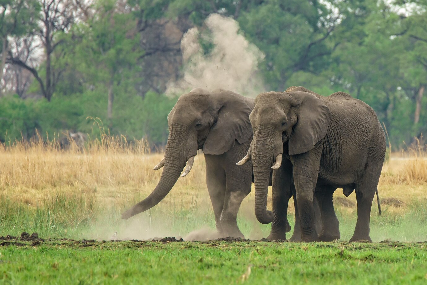 Mơ thấy voi là điềm gì? Khi mơ thấy voi già bạn nên quan tâm đến sức khỏe bố mẹ nhiều hơn
