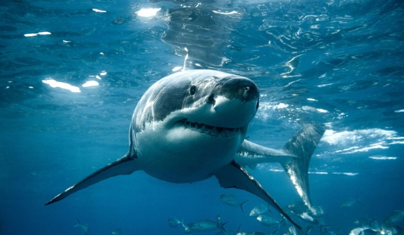Nằm mơ thấy cá mập săn mồi chứng tỏ bạn đang “thai nghén” rất nhiều kế hoạch khá hay ho
