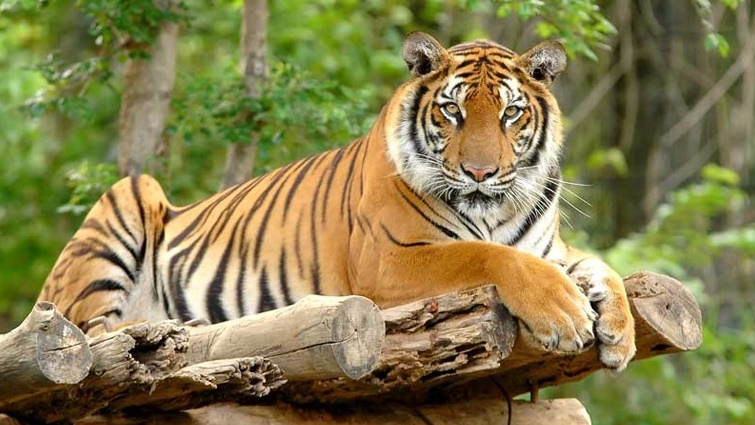Ngủ mơ thấy con hổ đang rình mồi điềm báo chỉ cần bạn nhẫn nại sẽ thành công