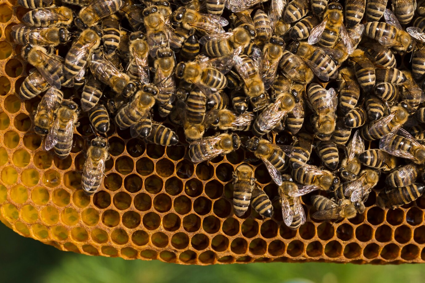 phân tích những trường hợp xung quanh giấc mơ thấy tổ ong