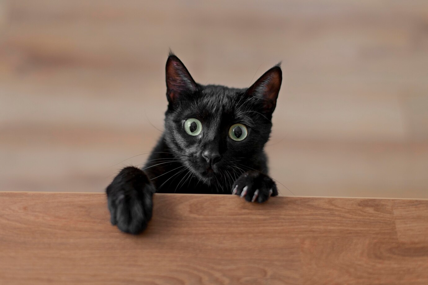 Thấy một con mèo mẹ đẻ ra toàn mèo đen là giấc mơ không may mắn